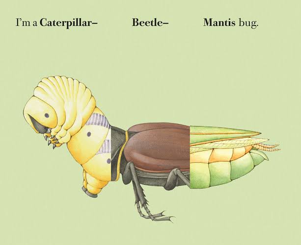 Build-A-Bug Flip & Flop Book